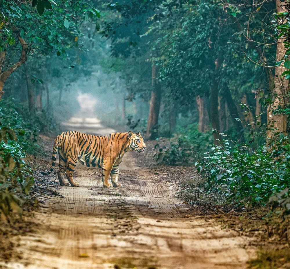 Photograph by RAVI S