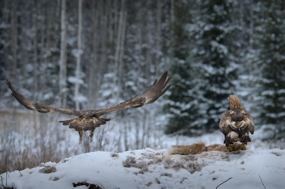 Photograph by Roman Fabrichny