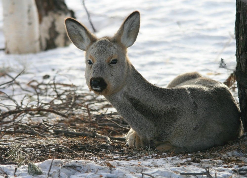 Фотография автора Татьяна Шебаршенко