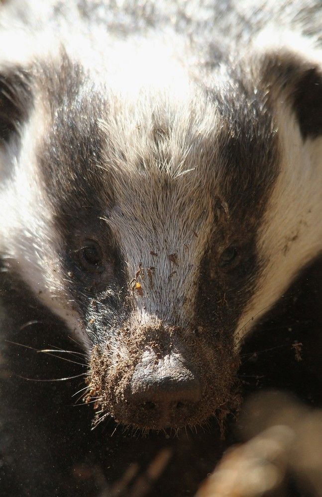 Фотография автора Татьяна Шебаршенко