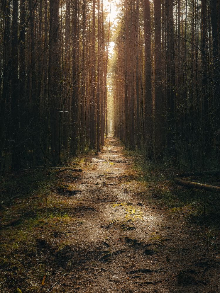 Фотография автора Pavel Arseev