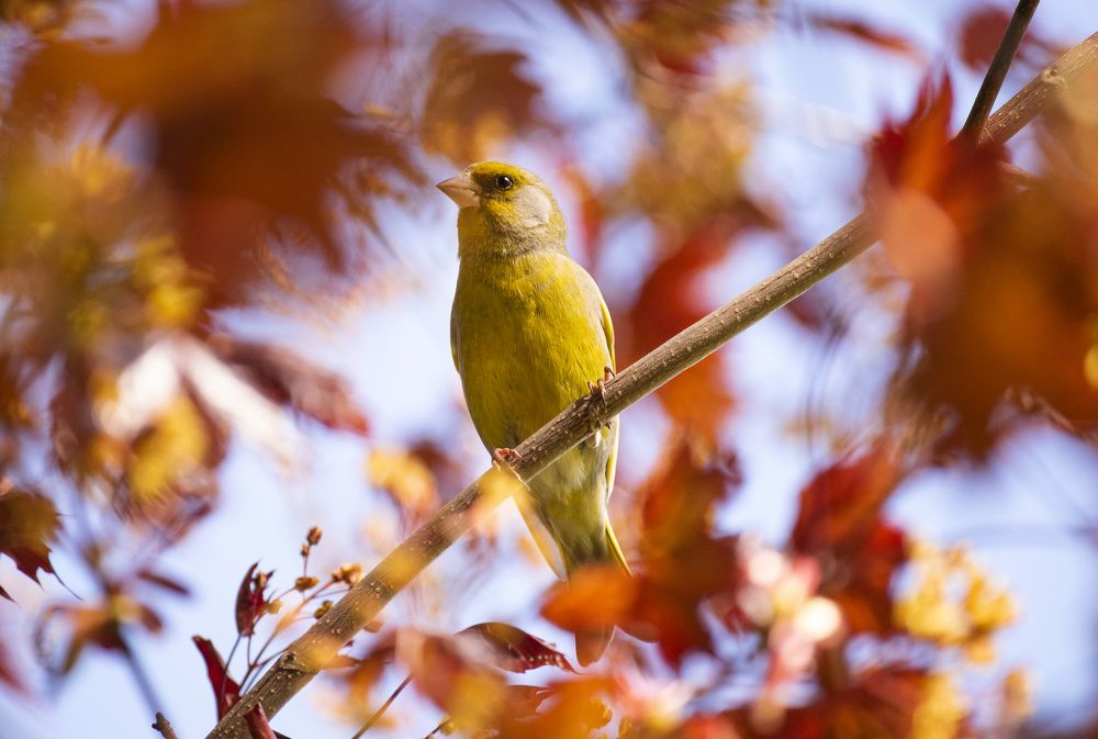 Фотография автора Gurdina Lena