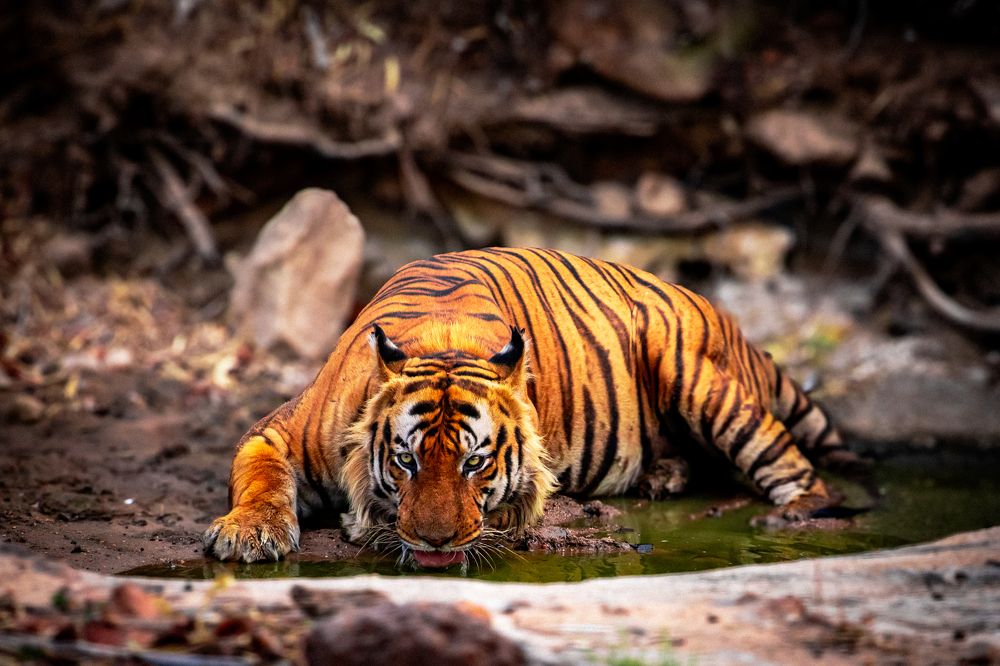Bandhavgarh