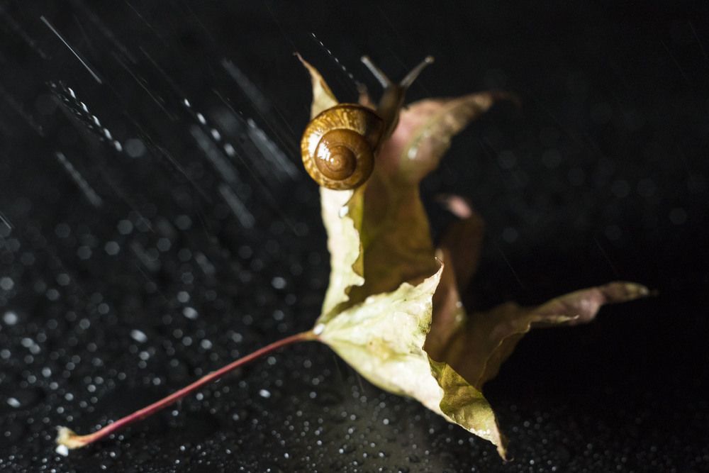 Последнее мгновение осени