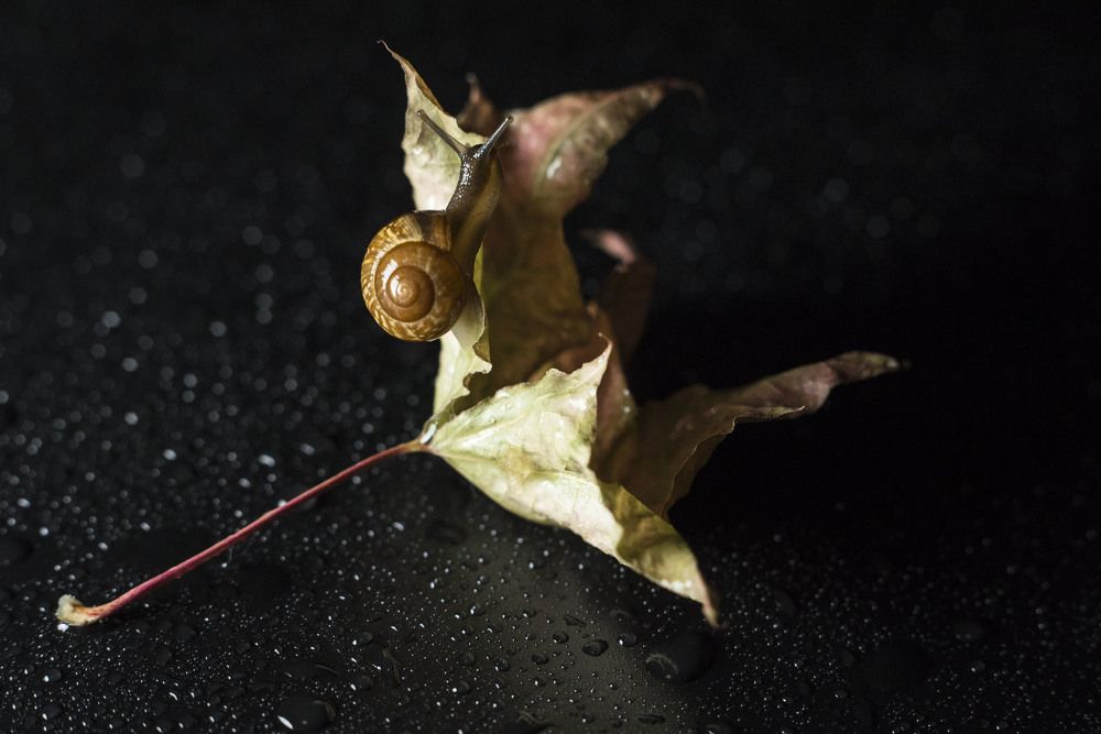 На пути к вершине