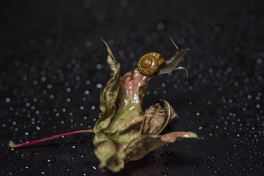 Невесомость