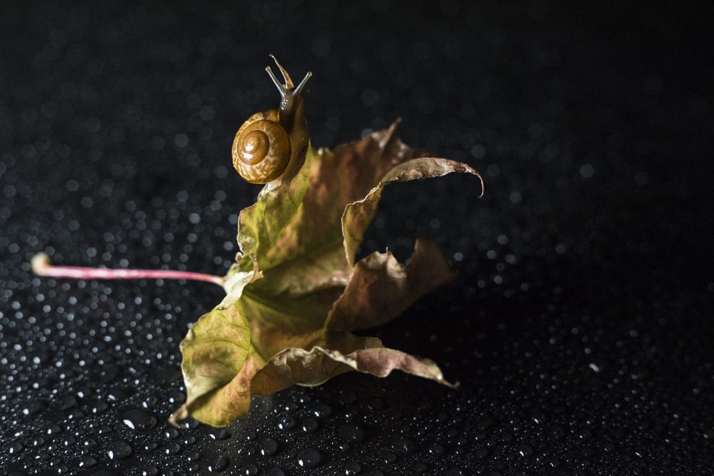 На пути к вершине