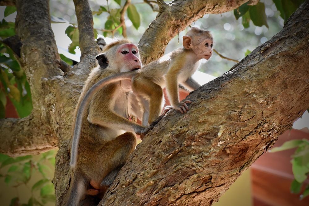 Photograph by Bimali Fernando