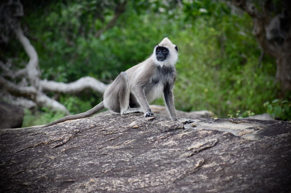 Photograph by Bimali Fernando