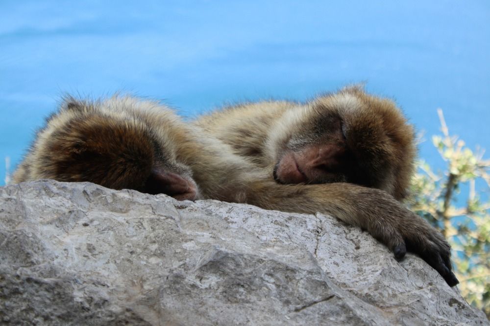 Фотография автора caroline martin (dony)