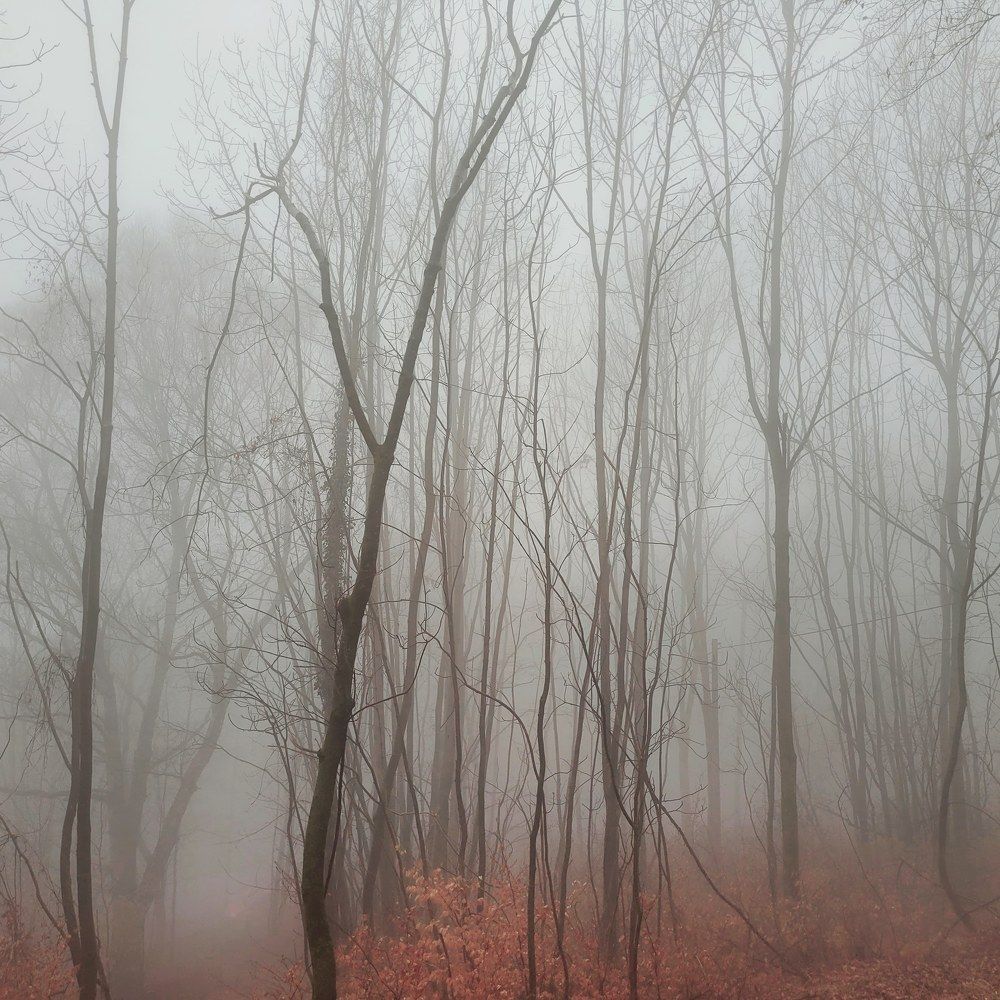 Photograph by Catherine Walter-Prêtre