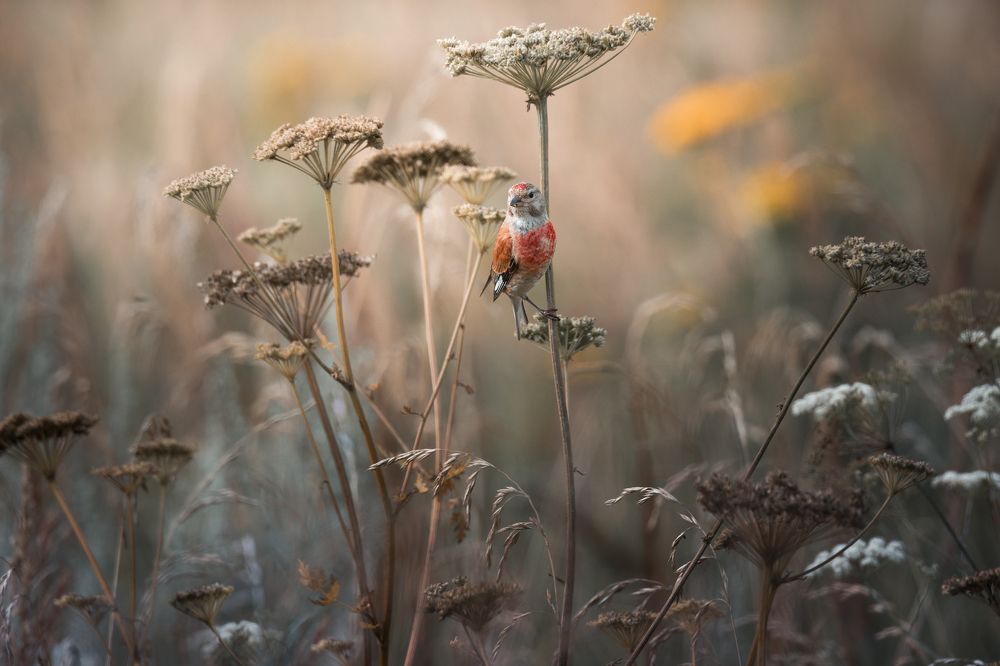 За миг до рассвета