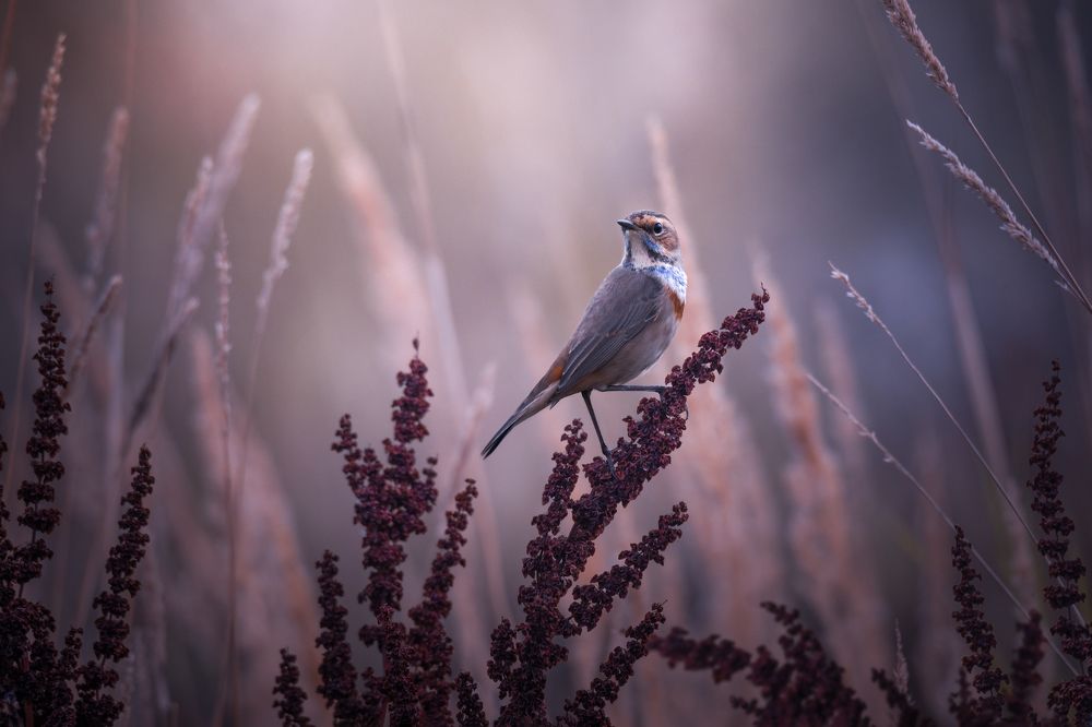Осенний рассвет