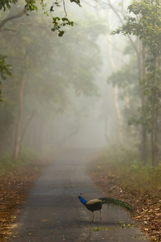 Фотография автора hitesh chawla