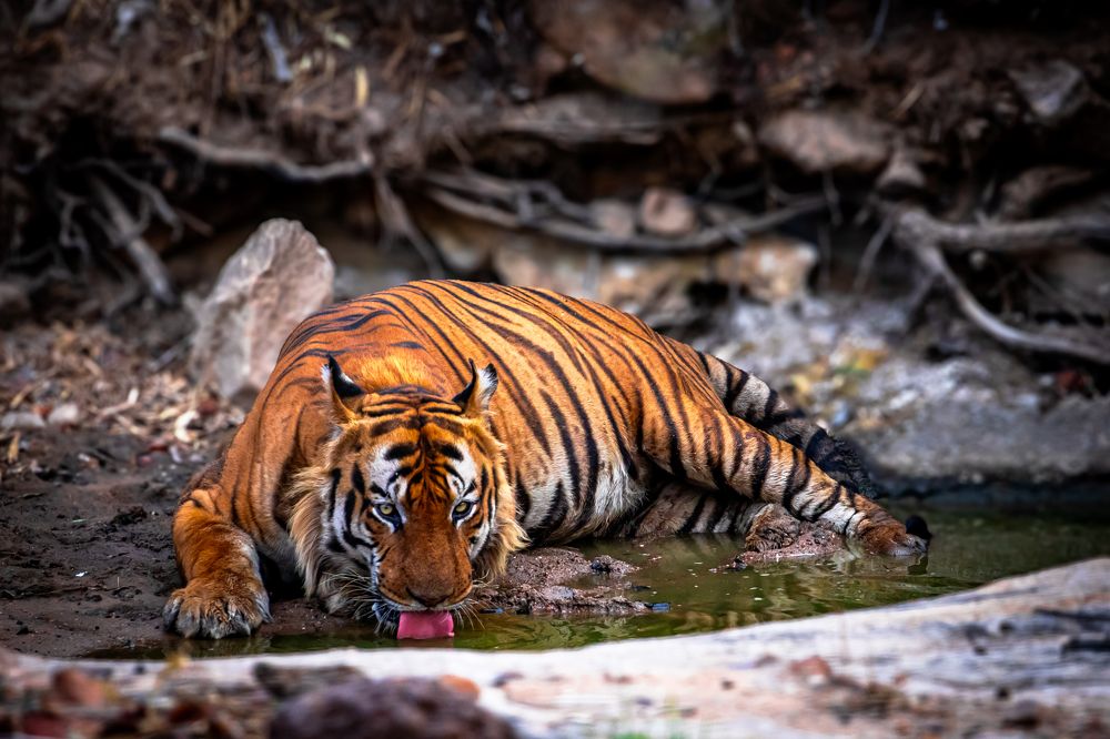 Bandhavgarh