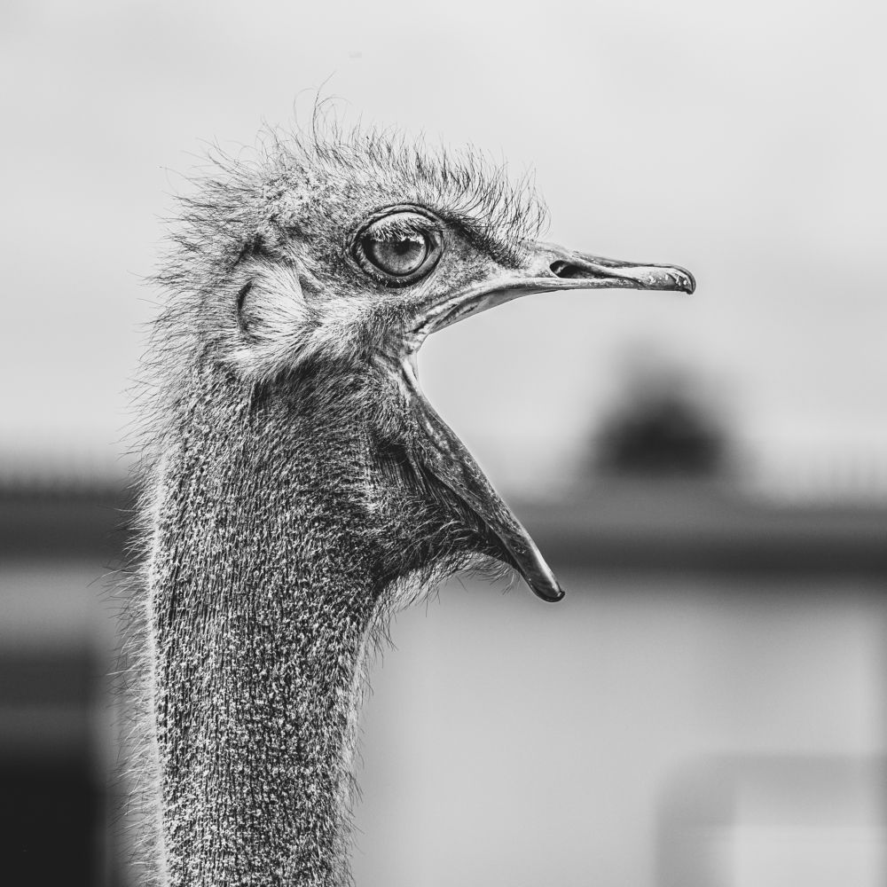 Photograph by Гукасян Геворк