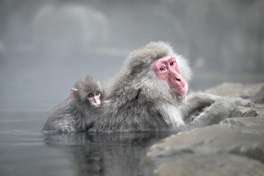 Monkeys in hot springs