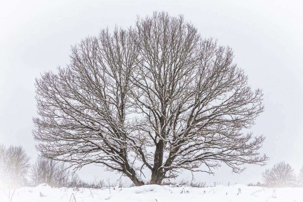 Photograph by Хабаров Сергей
