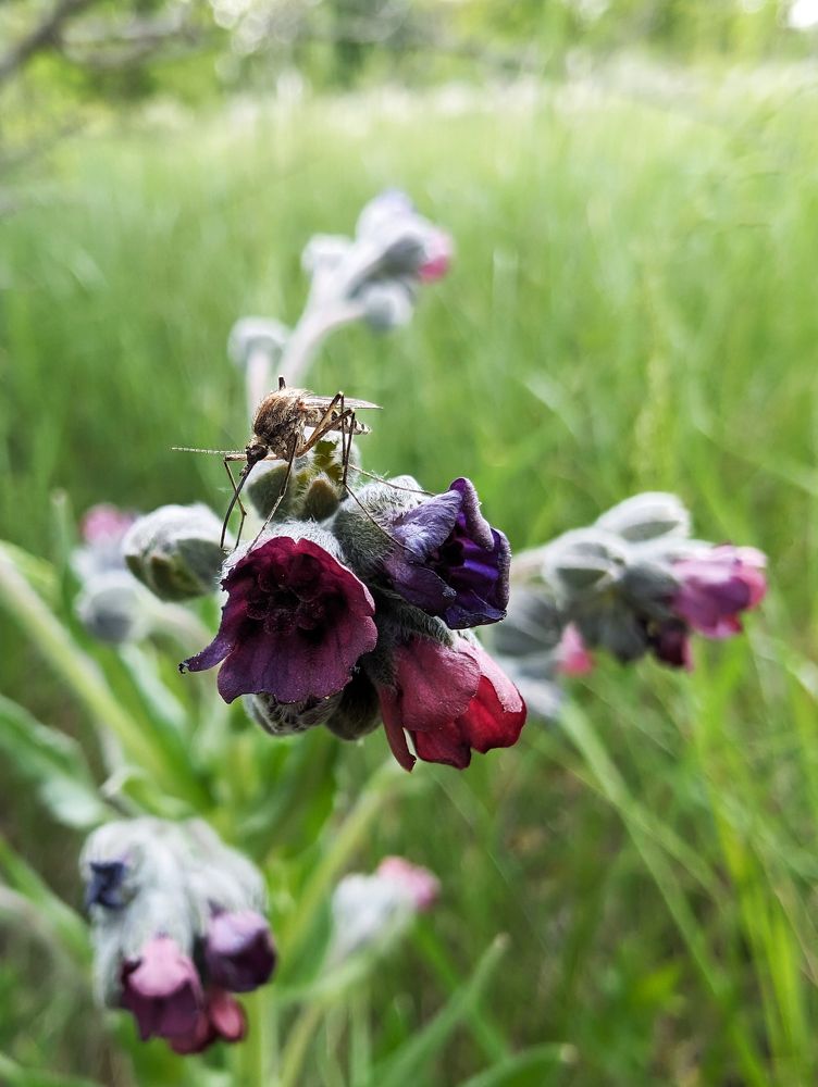 Назойливый(Тебя не хватало)