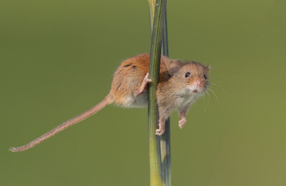 Фотография автора MARIA KULA