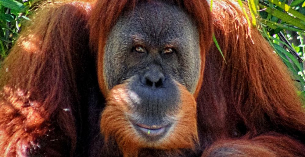 Photograph by FABIANO Manhães