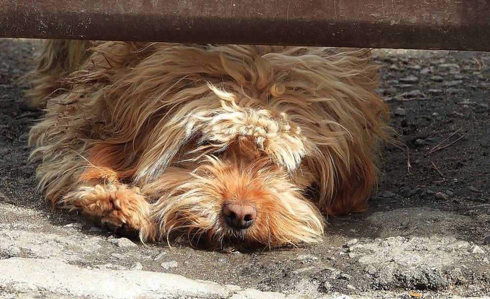 Photograph by Леонид Шнейдерман