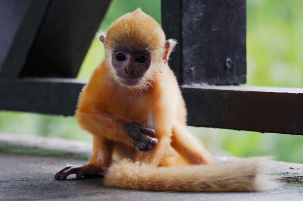 Фотография автора Юрий Кольцов