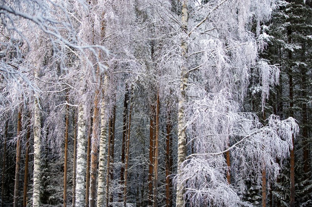 Photograph by Сергей Олюков