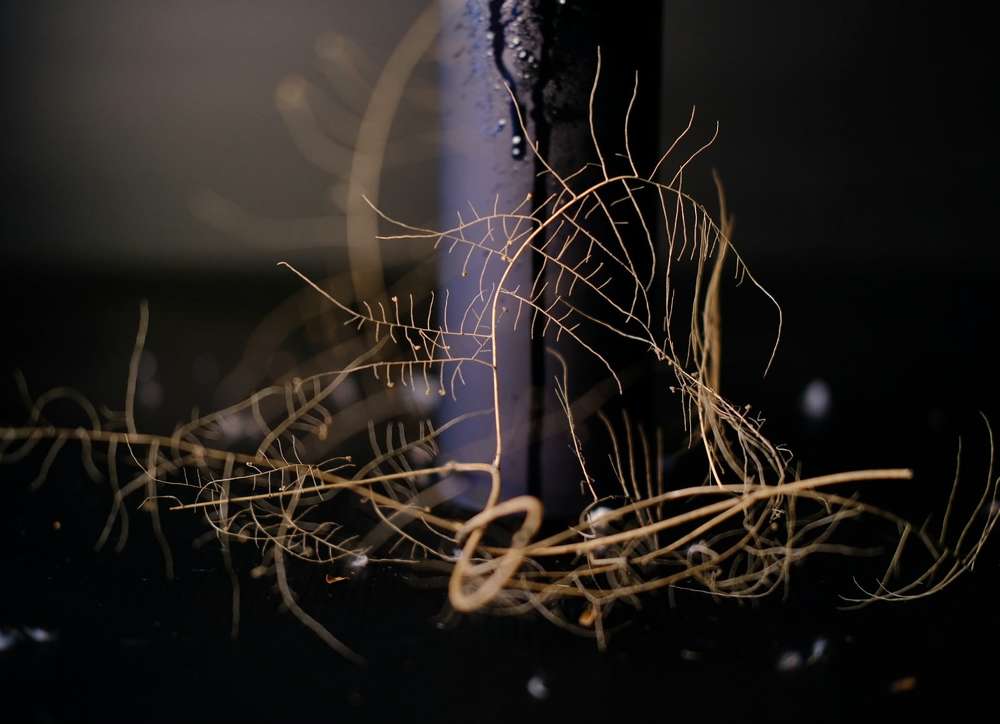 Фотография автора Irina Krasnopevzeva