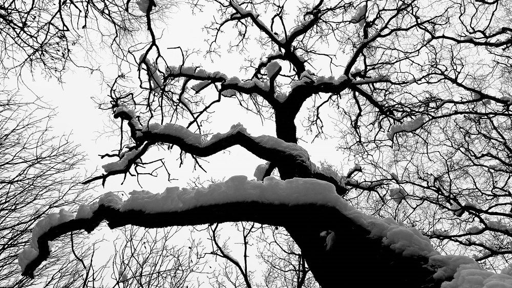 Стъпала белочерни