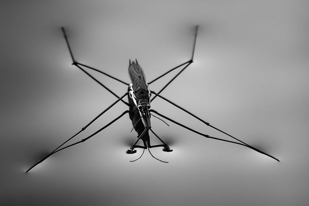 Photograph by Маргарита Смоленская