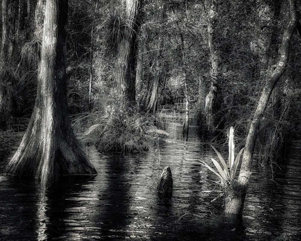 Фотография автора Ray Asiala