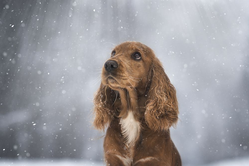 Photograph by Александра Пугачёва