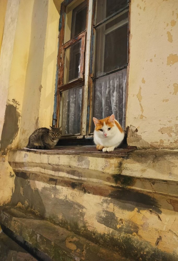 Фотография автора Екатерина Косарева