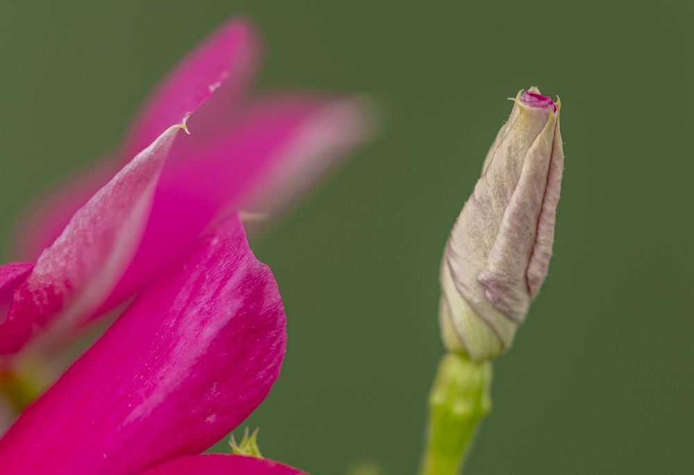 Photograph by Manuel José Castillo Ochoa