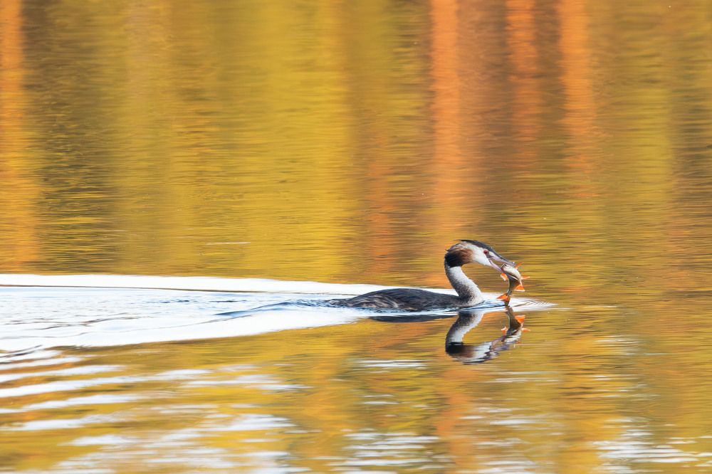 Photograph by Alexei Kriptozoy