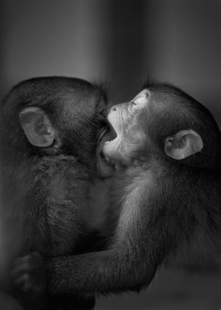 Photograph by Kaisyakuji Yushi