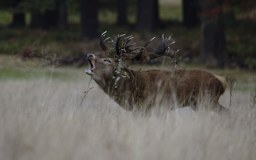 The Power of the Morning