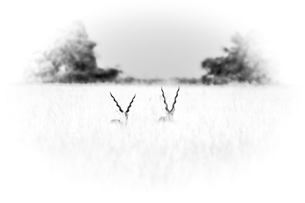 Photograph by Shalini Jain