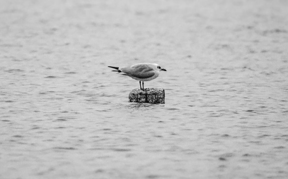 Photograph by Shalini Jain