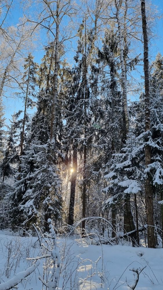 Солнышко в ветках