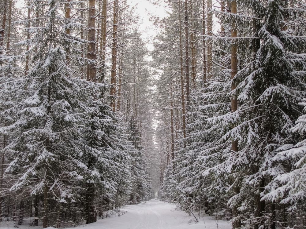 Photograph by Татьяна Романова