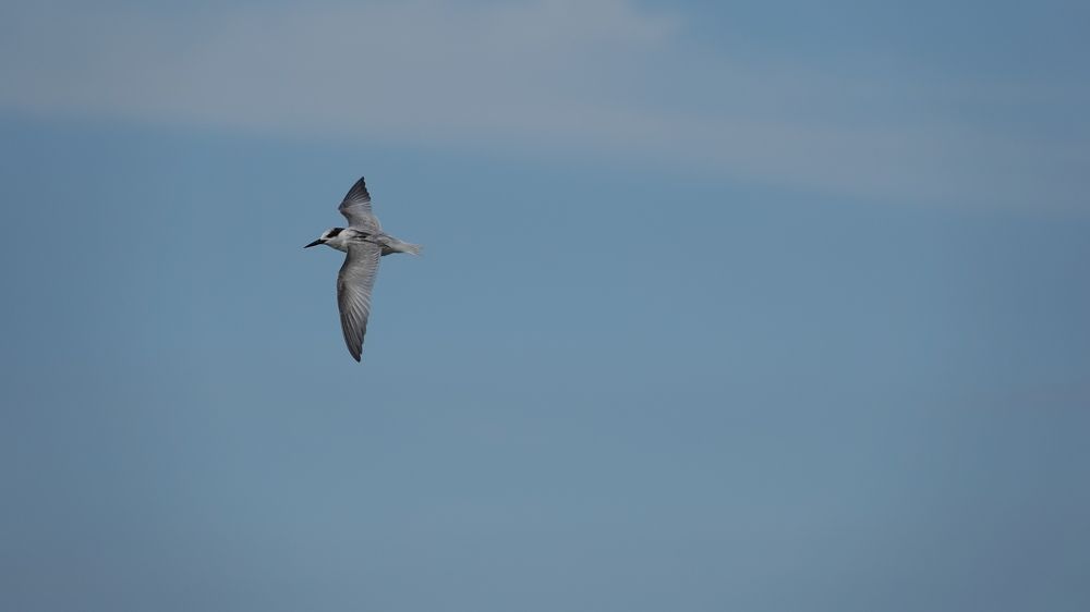 The bird is flying high