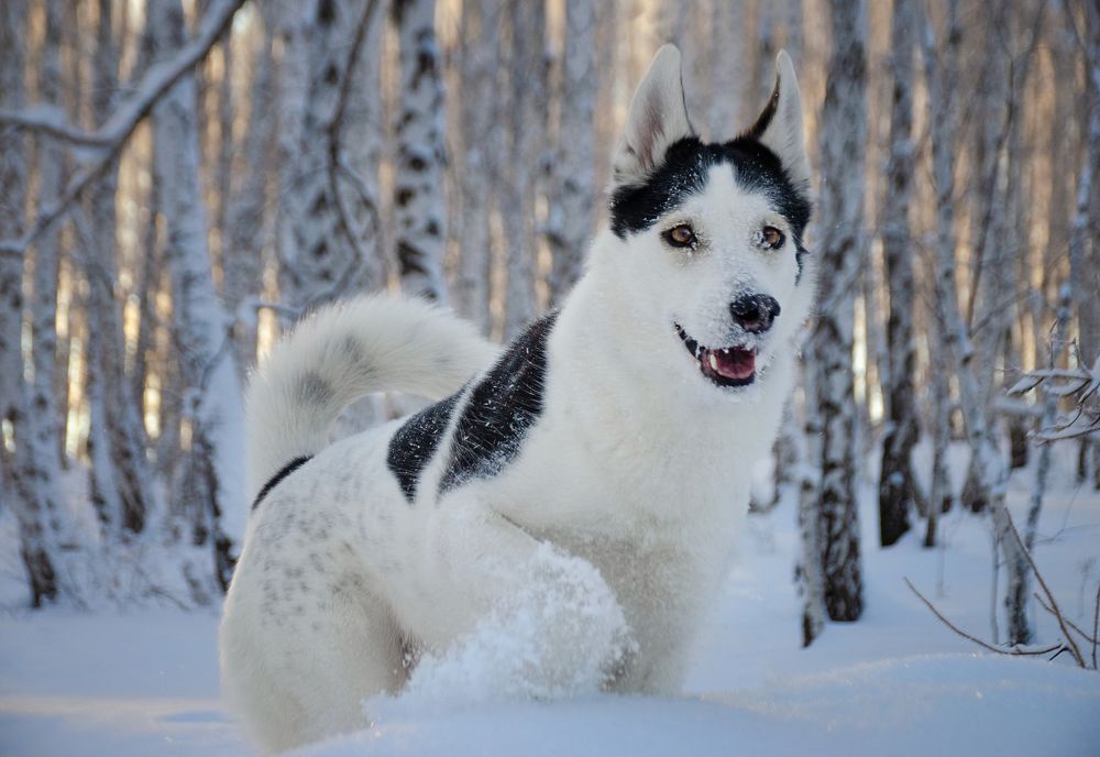 Photograph by Елена Коновалова