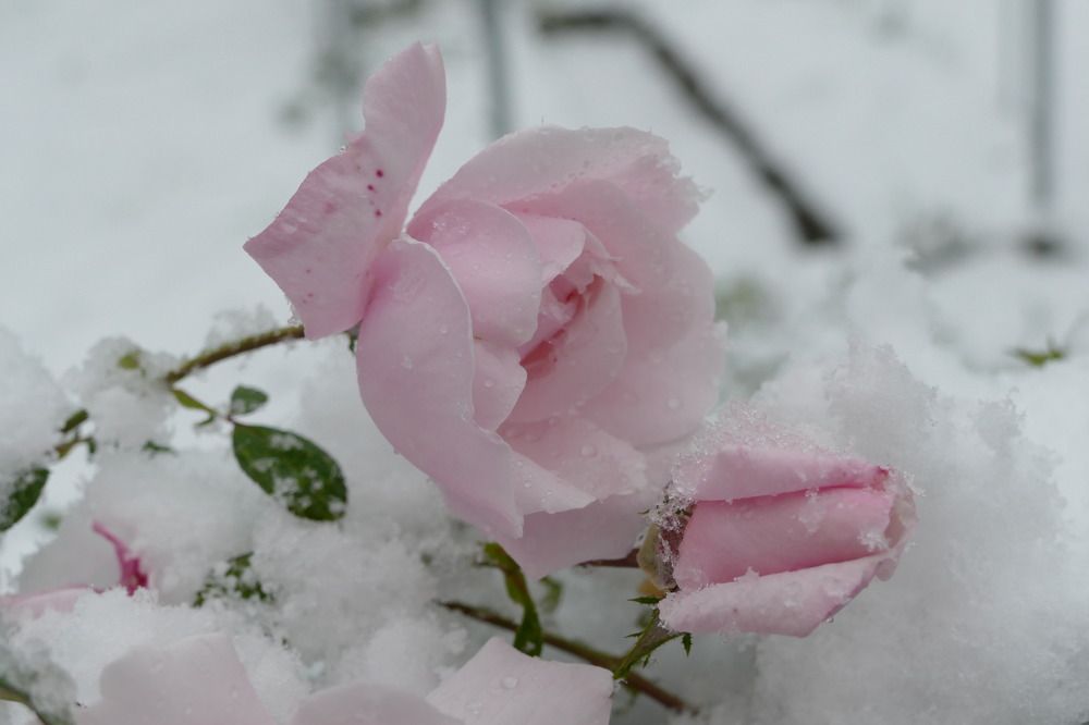 Photograph by Anastasia Perez