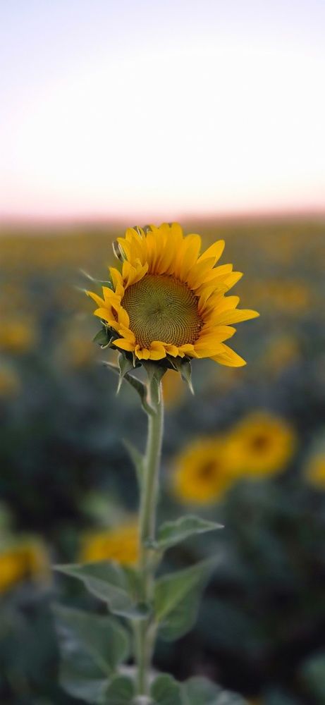 Фотография автора Ольга Мусина