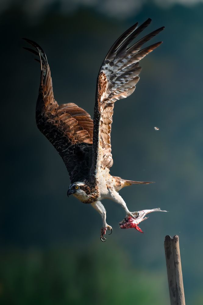 Osprey in Action: The Hunter's Triumph