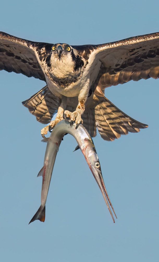 Female Osprey With Needlenose Fish