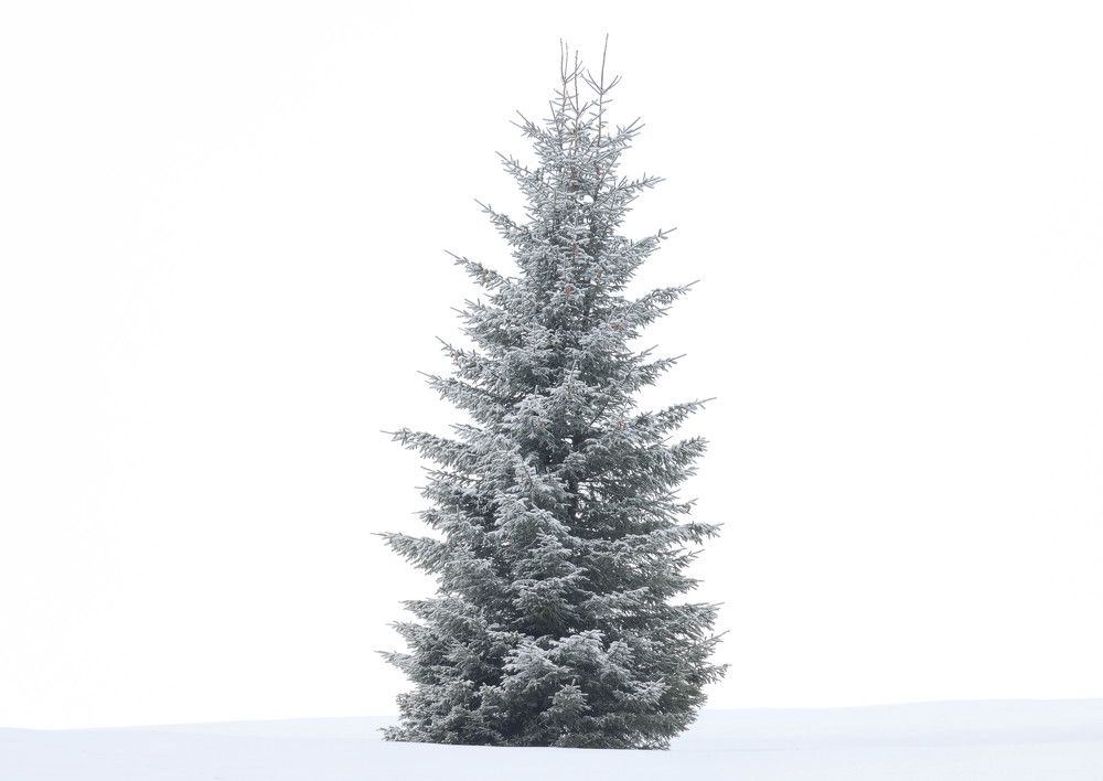 Фотография автора Sebastian Popa