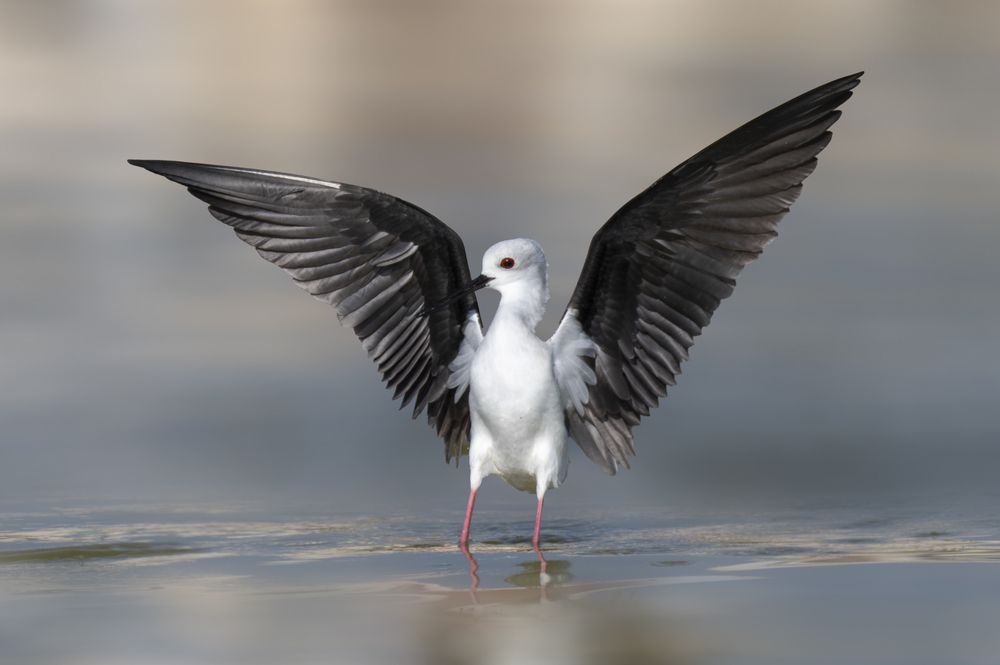 Black-winged Stilt